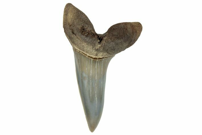 Fossil Shortfin Mako Shark Tooth - South Carolina #269965